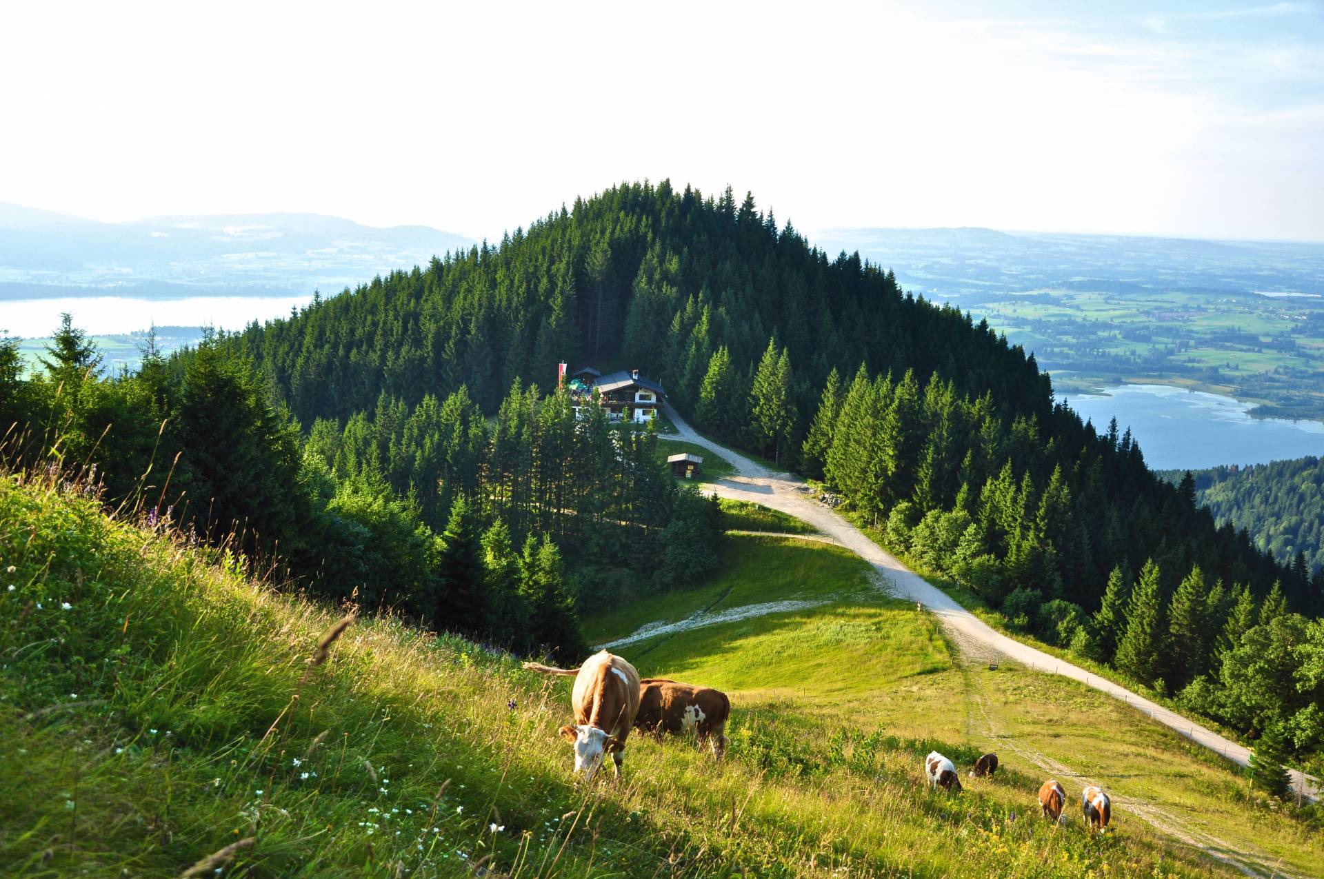 Almwiese mit Blick auf die Berghütte