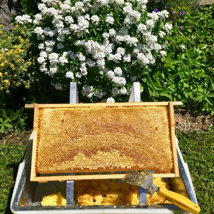 This is where our honey is made |f562 - Hotel Das Rübezahl
