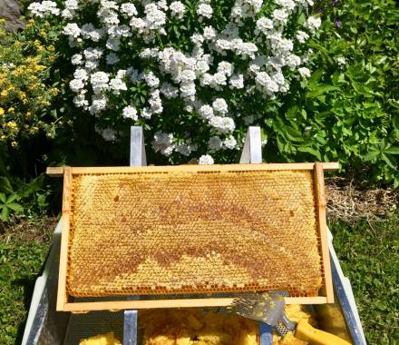 Bienenwaben aus dem Bienenhaus in Schwangau