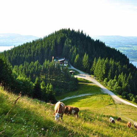 Almwiese mit Blick auf die Berghütte