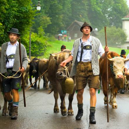 Tradition Viehscheid bei Füssen